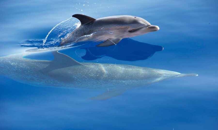 From Calheta: Madeira Whale and Dolphin Watching Boat Tour - Practical tips for making the most of two hours