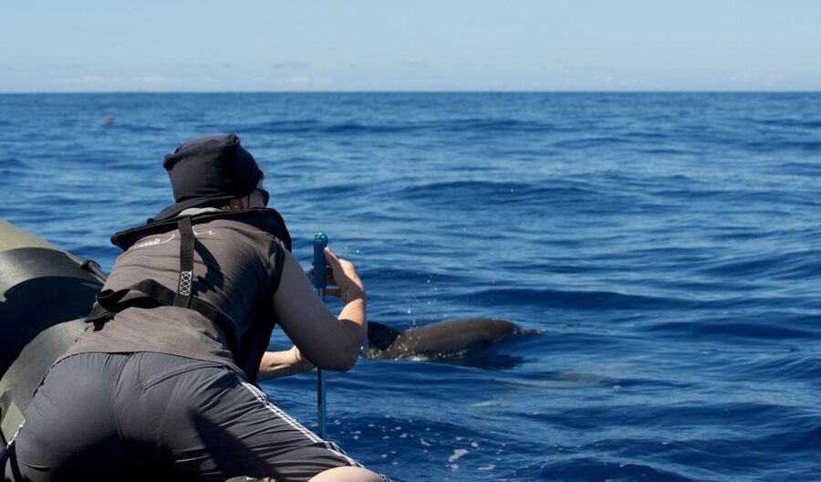 From Calheta: Madeira Whale and Dolphin Watching Boat Tour - Searching the Atlantic for whales and dolphins