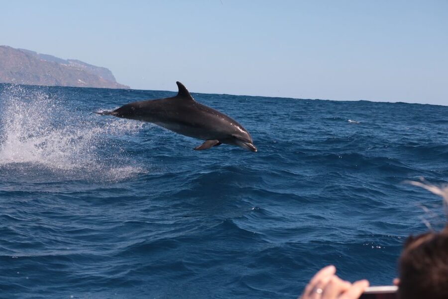 From Calheta: Whale and Dolphin Watching RIB Boat Tour - What to bring for a comfortable ride