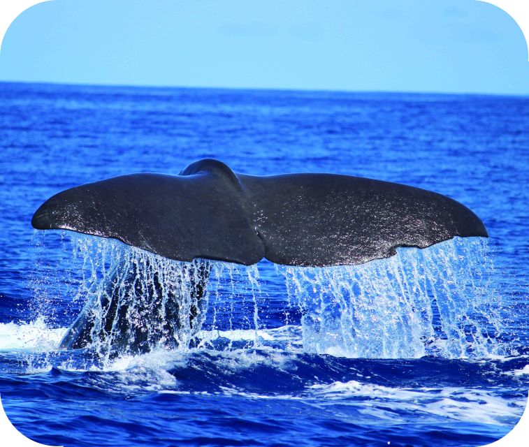 From Calheta: Whale and Dolphin Watching RIB Boat Tour - Why the RIB changes the experience