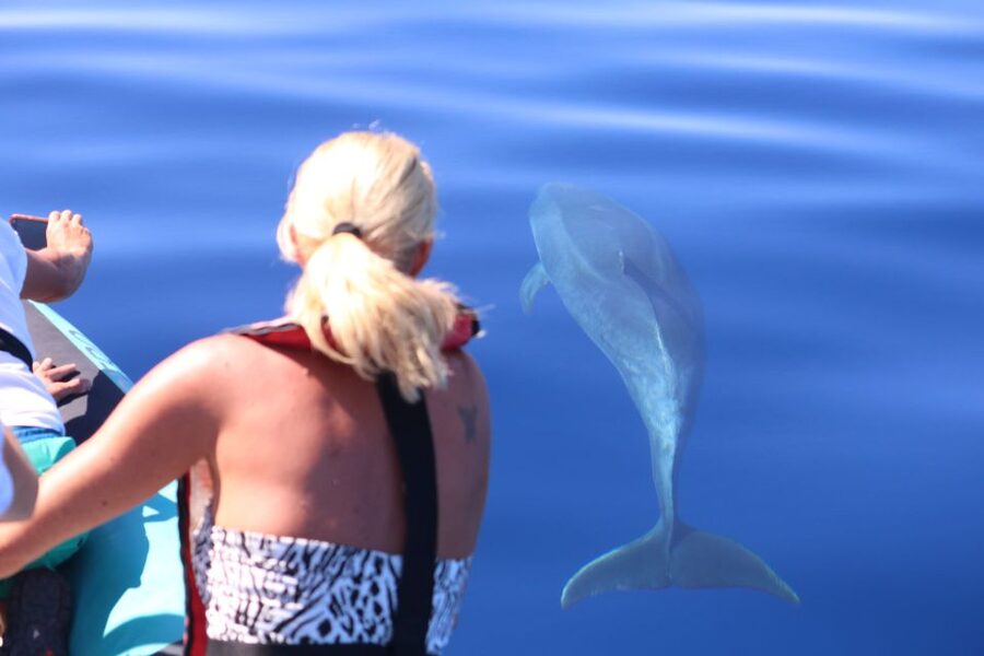 From Calheta: Whale and Dolphin Watching RIB Boat Tour - The chance of whales, from pilot whales to sperm whales