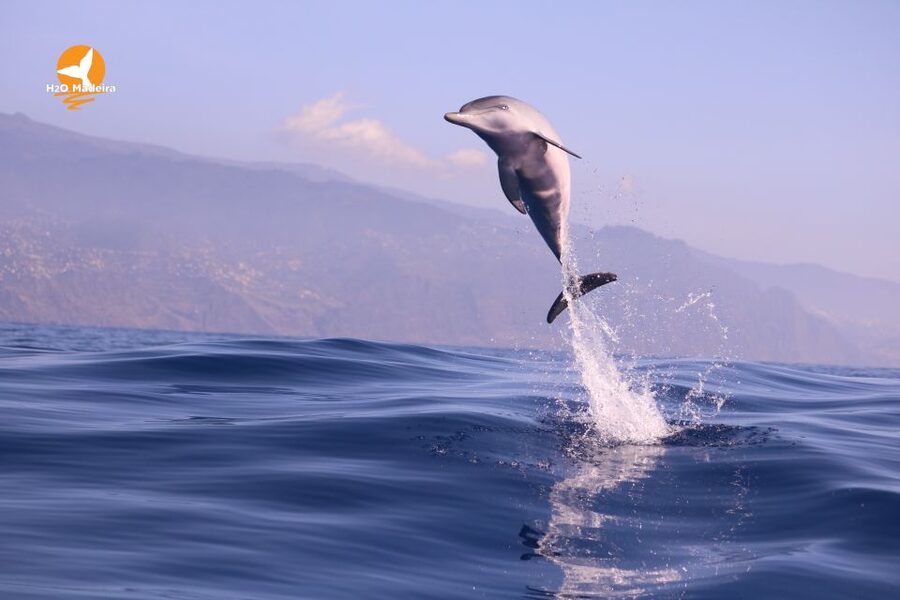 From Calheta: Whale and Dolphin Watching RIB Boat Tour - Madeira’s best views may be behind you