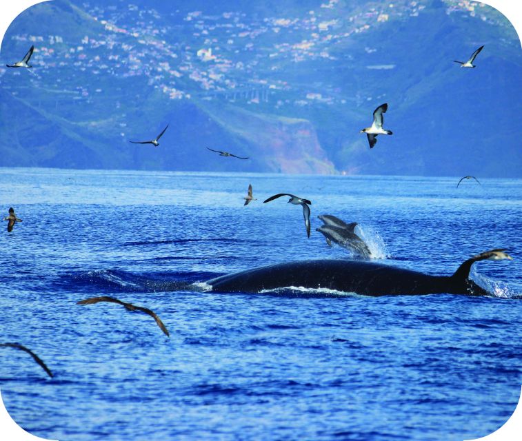 From Calheta: Whale and Dolphin Watching RIB Boat Tour - Swimming with dolphins is not the standard promise