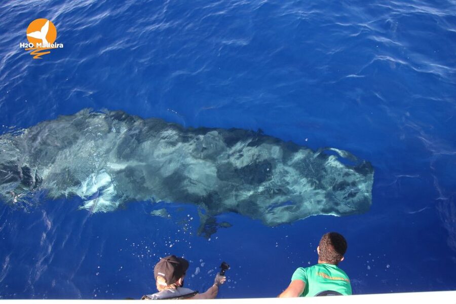 From Calheta: Whale and Dolphin Watching RIB Boat Tour - Who should book this Calheta boat trip?