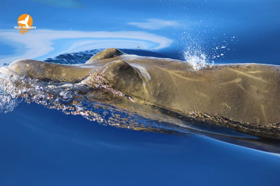 From Calheta: Whale and Dolphin Watching RIB Boat Tour - Practical value at $70 per person