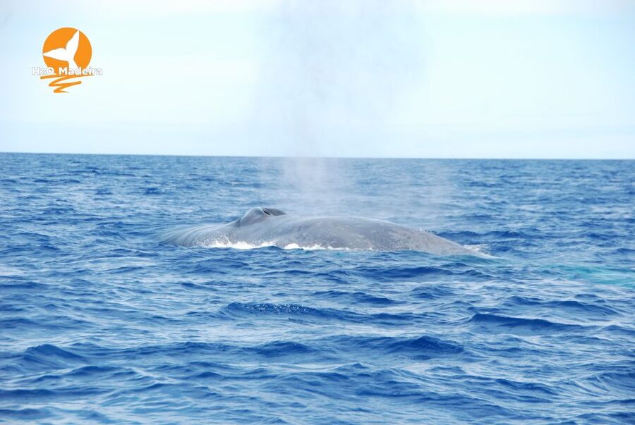 From Calheta: Whale and Dolphin Watching RIB Boat Tour - Searching for dolphins near Madeira
