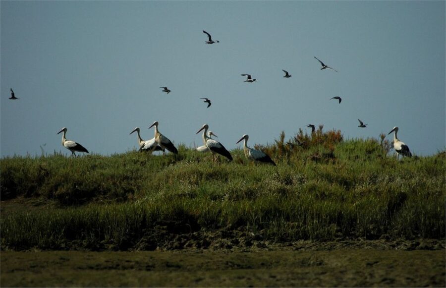 From Faro: 2-Hour Guided Bird Watching Boat Trip - Key points at a glance