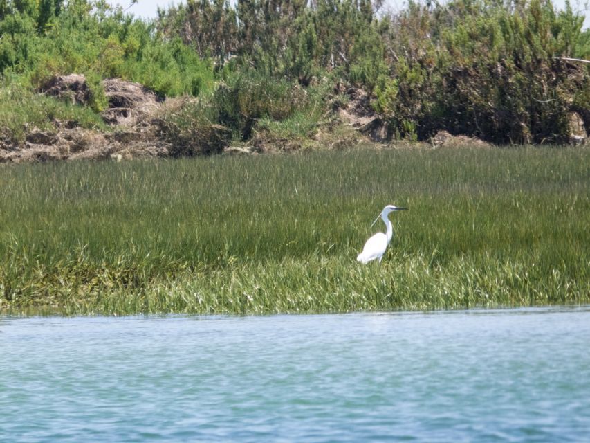From Faro: 2-Hour Guided Bird Watching Boat Trip - The best season for waders