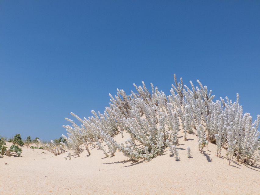 From Faro: 2-Hour Guided Bird Watching Boat Trip - The beach stop at the lagoon and sea