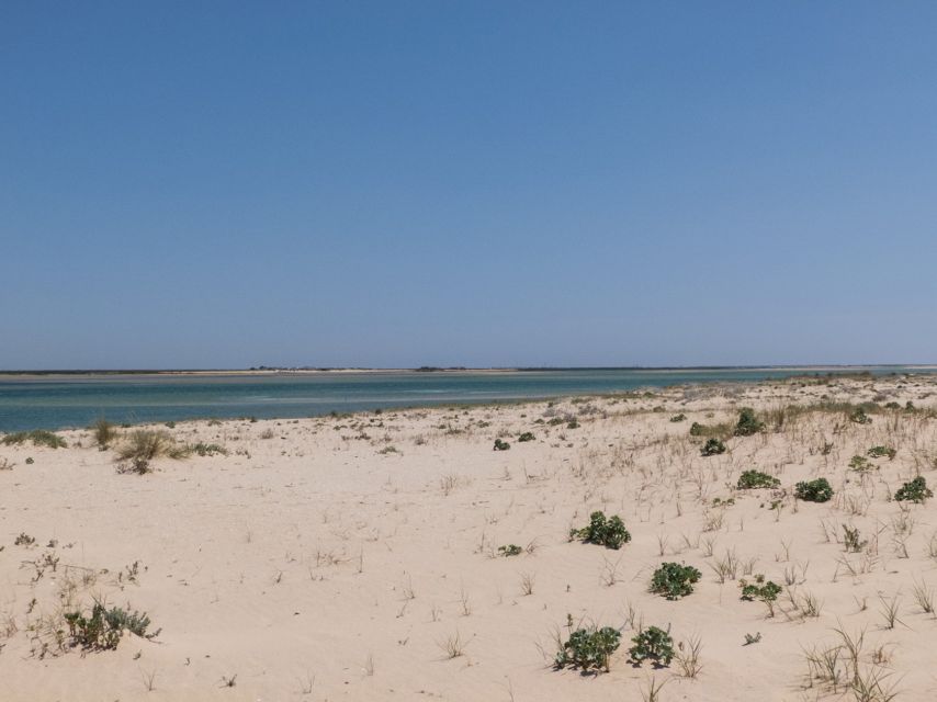 From Faro: 2-Hour Guided Bird Watching Boat Trip - The return through the natural park
