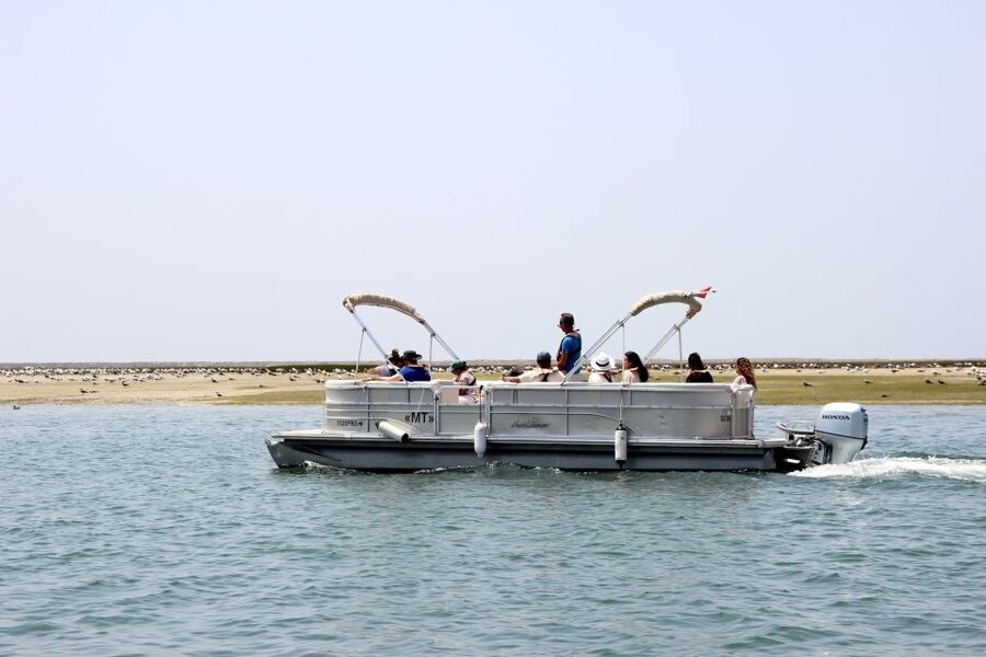 From Faro: 2-Hour Guided Bird Watching Boat Trip - Is $47 a fair price?