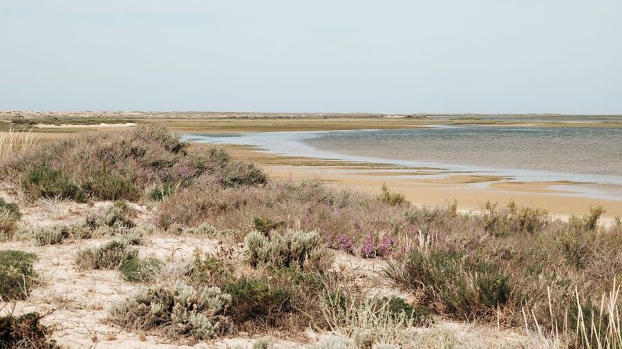 From Faro: Catamaran Boat Trip to Deserta Island with Stop - Arriving on Ilha Deserta