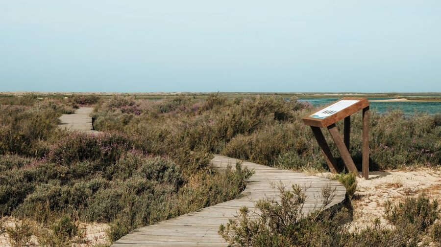 From Faro: Catamaran Boat Trip to Deserta Island with Stop - Who should book this trip?