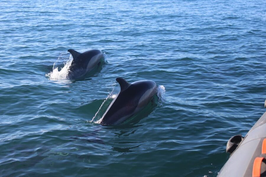 From Faro: Dolphin Watching & 2 Islands Tour - Should you book it?