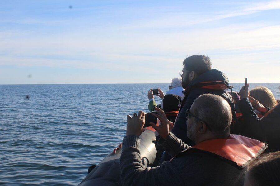 From Faro: Dolphin Watching & 2 Islands Tour - The Atlantic dolphin search