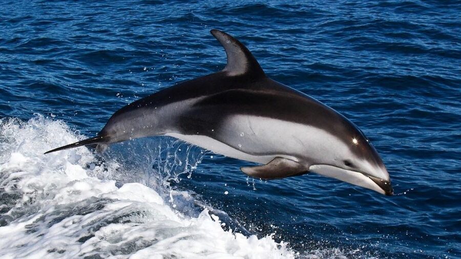 From Faro: Dolphin Watching & 2 Islands Tour - Ilha do Farol, a small lighthouse community