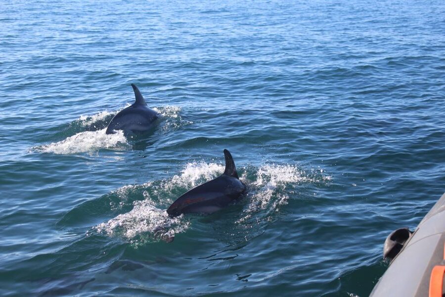 From Faro: Dolphin Watching & 2 Islands Tour - Swimming at Ilha Deserta