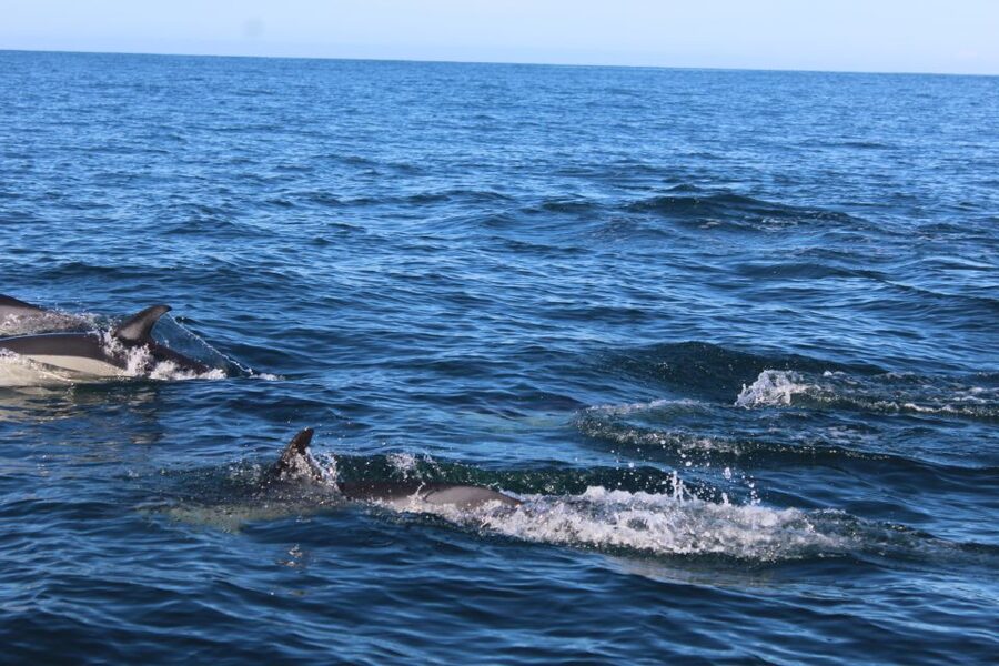 From Faro: Dolphin Watching & 2 Islands Tour - Cape St. Mary and the meeting of the waters