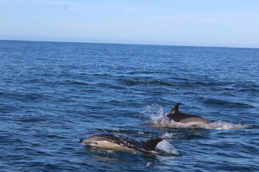 From Faro: Wildlife and Dolphin-Watching Speedboat Tour - Key points to know before booking
