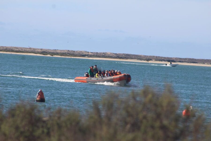 From Faro: Wildlife and Dolphin-Watching Speedboat Tour - Why the morning departure matters