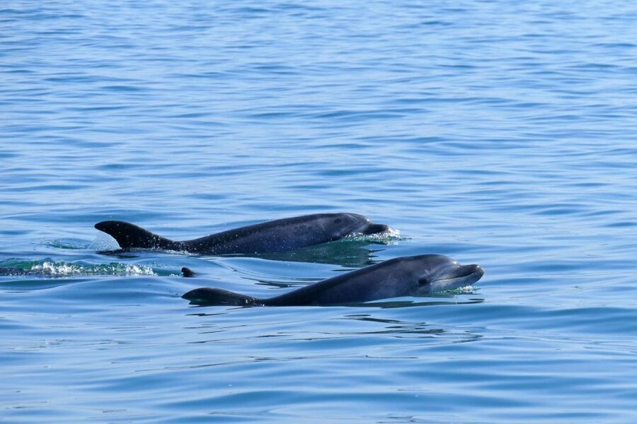 From Faro: Wildlife and Dolphin-Watching Speedboat Tour - Passing Cape Santa Maria
