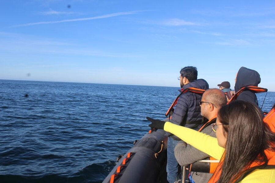 From Faro: Wildlife and Dolphin-Watching Speedboat Tour - Searching for dolphins in the Atlantic