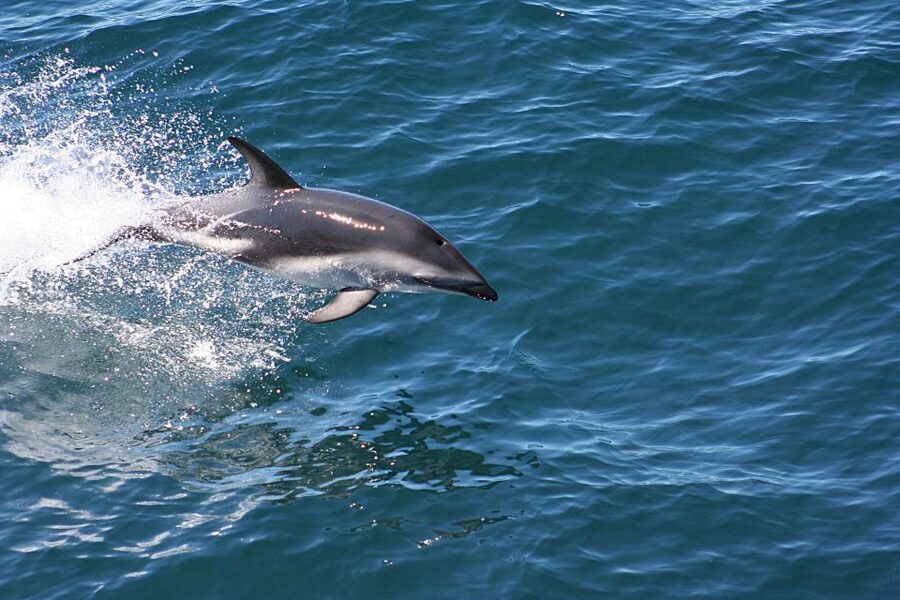 From Faro: Wildlife and Dolphin-Watching Speedboat Tour - The return route through changing tides