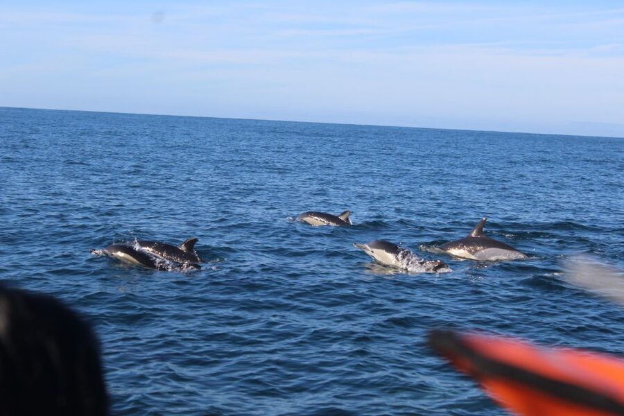 From Faro: Wildlife and Dolphin-Watching Speedboat Tour - How the $58 price works out