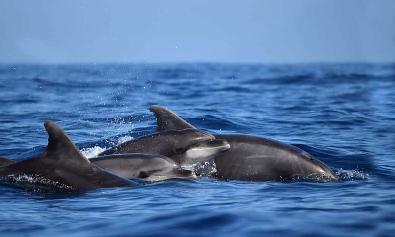 From Funchal: Ecological Catamaran Dolphin Whale Watching - Who Will Enjoy This Most