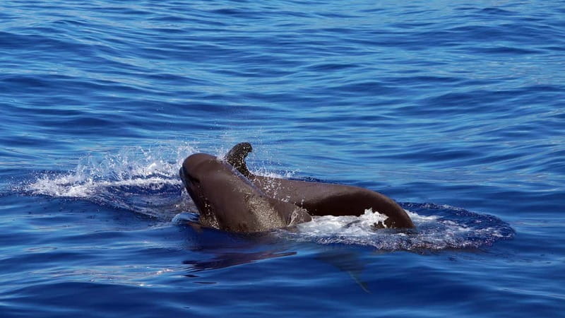 From Funchal: Ecological Catamaran Dolphin Whale Watching - Setting Out From Funchal Marina