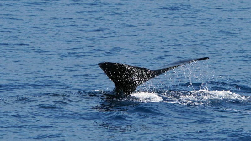 From Funchal: Ecological Catamaran Dolphin Whale Watching - The Cabo Girão Swim and South Coast Return