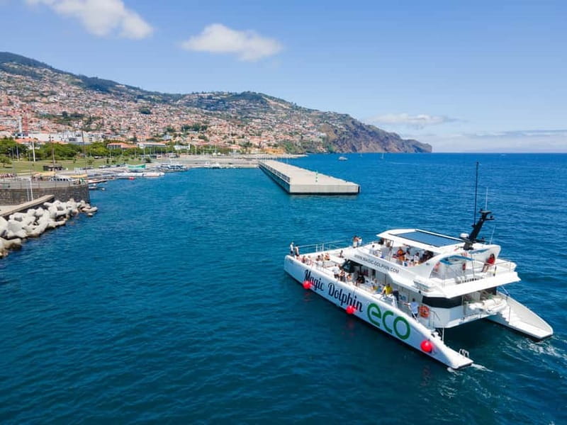 From Funchal: Ecological Catamaran Dolphin Whale Watching - What the Three Hours Feel Like