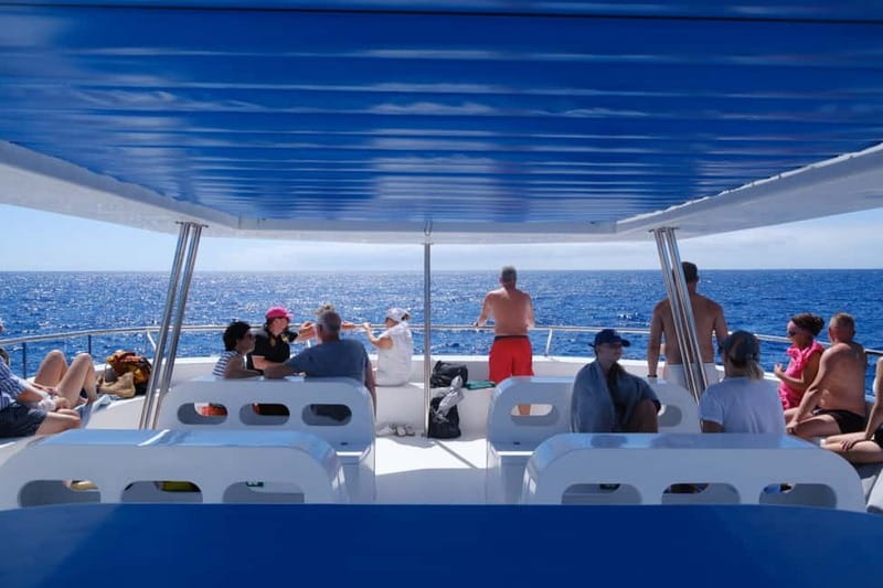 From Funchal: Ecological Catamaran Dolphin Whale Watching - How Much Value Do You Get for $40?