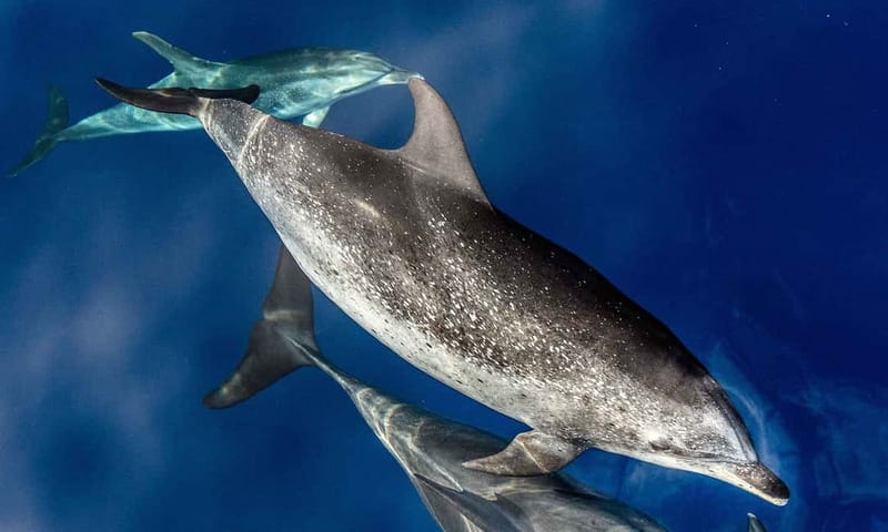 From Funchal: Ecological Catamaran Dolphin Whale Watching - Choosing the Best Place on the Catamaran