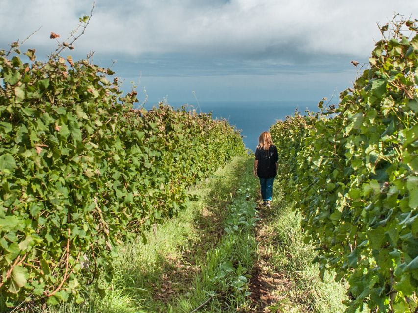 From Funchal: Full-Day Madeira Wine Tour with Lunch - Key points at a glance