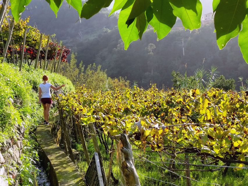 From Funchal: Full-Day Madeira Wine Tour with Lunch - Quinta do Barbusano and the long northern lunch