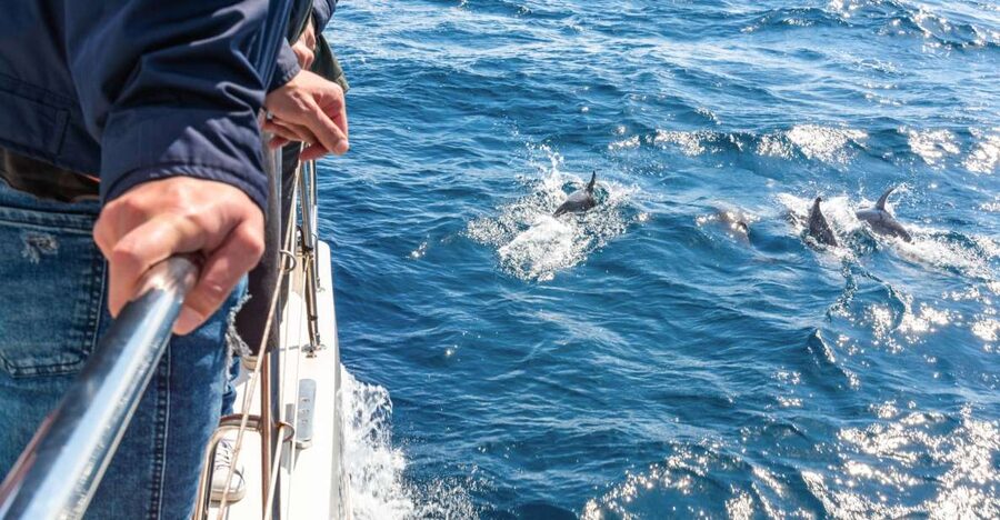 From Funchal: Madeira Dolphin and Whale Watching Tour - Key points to know before you book