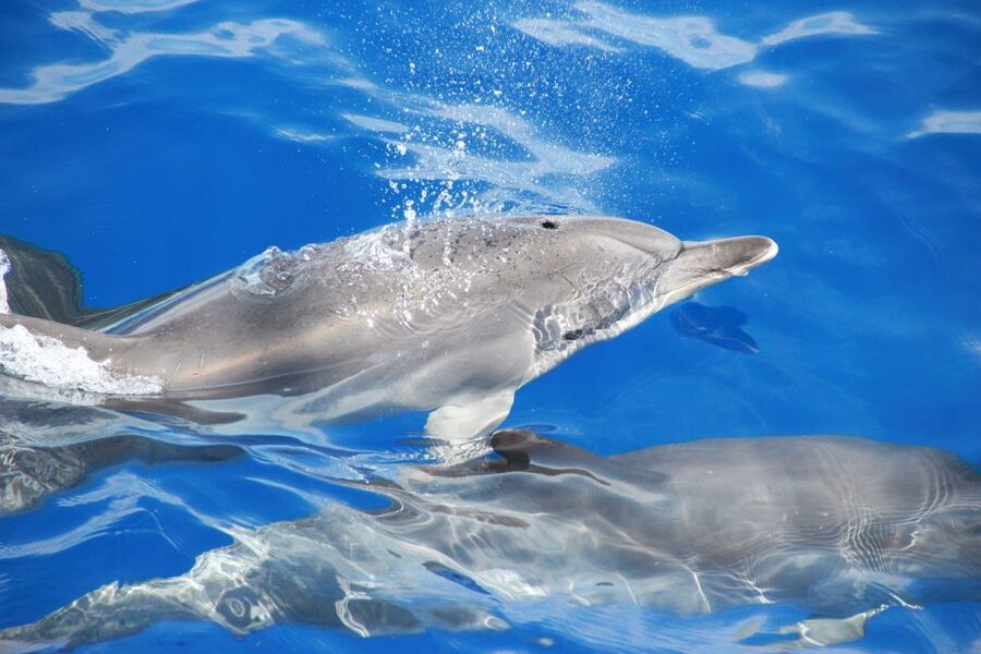 From Funchal: Madeira Dolphin and Whale Watching Tour - The free second trip and the limits of the guarantee