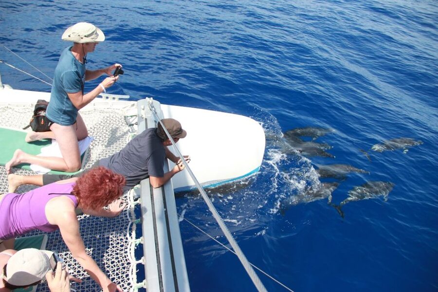 From Funchal: Madeira Dolphin and Whale Watching Tour - How much value do you get for $47?