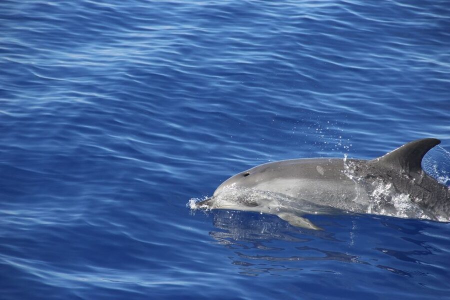 From Funchal: Madeira Dolphin and Whale Watching Tour - Best time to schedule this outing