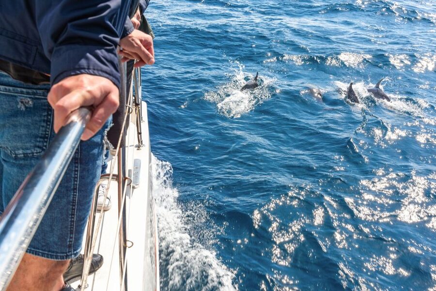 From Funchal: Madeira Dolphin and Whale Watching Tour - Leaving Funchal Marina at Cais 8