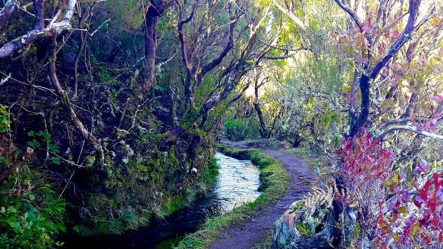 From Funchal: Madeira Lakes Levada Guided Hike - Key points to know before booking