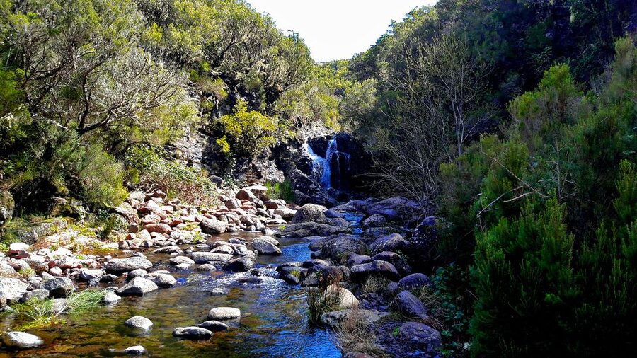 From Funchal: Madeira Lakes Levada Guided Hike - What the guides add to the walk