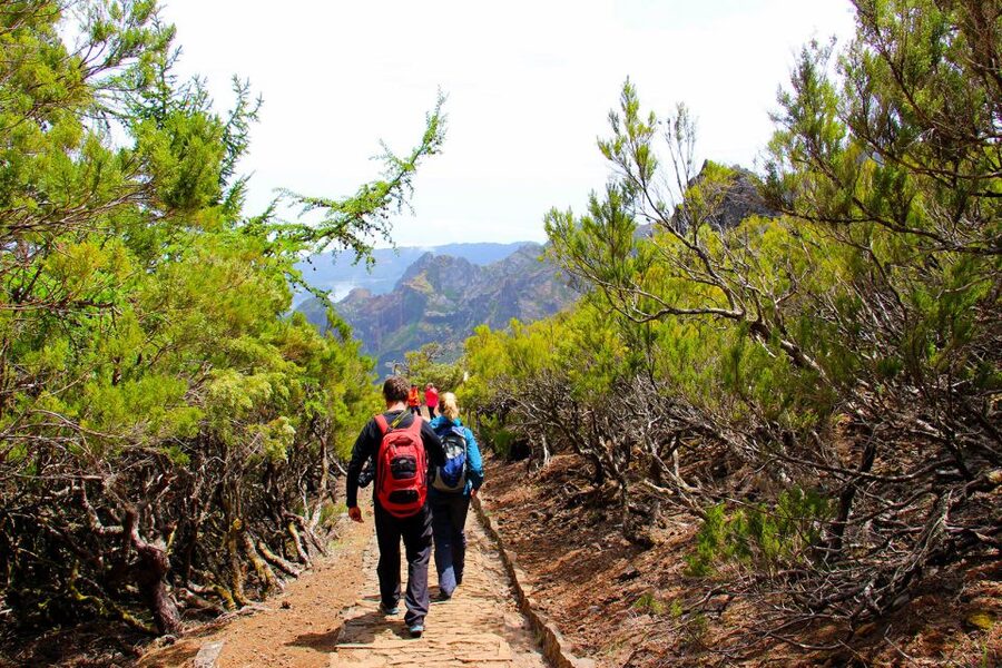 From Funchal: Madeira Peaks Mountain Walk - The heather forest and descent to Achada do Teixeira