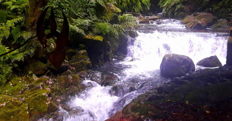 From Funchal: São Jorge Valleys Levada Walk - Following Madeira’s water channels into São Jorge