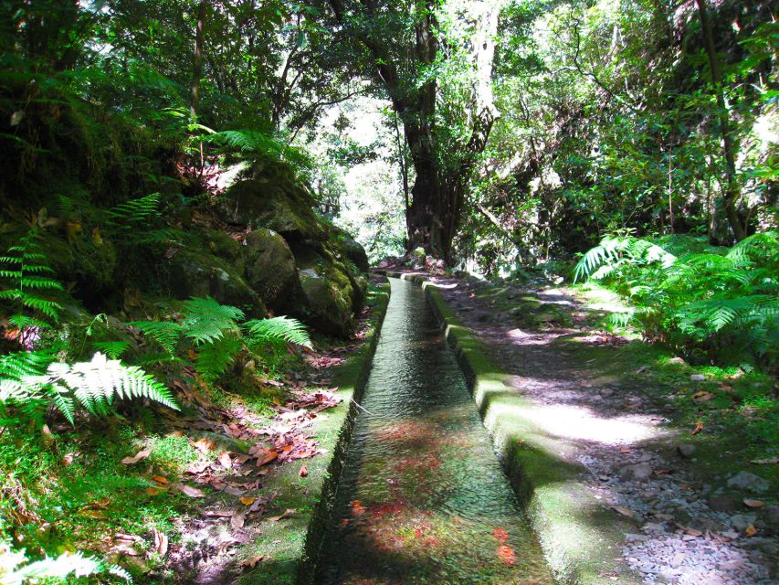 From Funchal: São Jorge Valleys Levada Walk - The rainforest walk and its useful plant knowledge