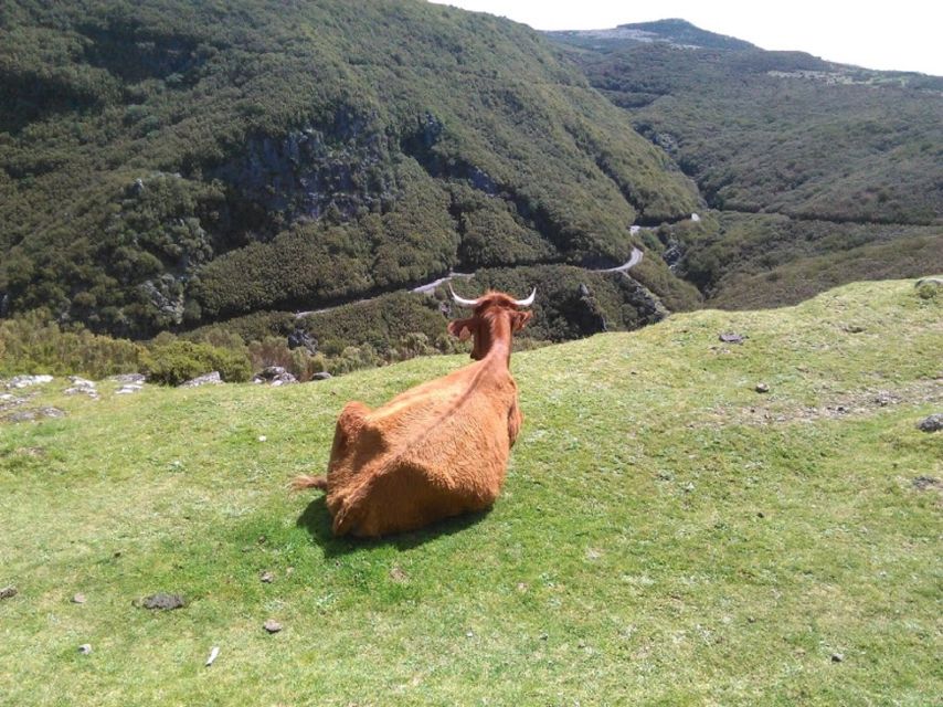 From Funchal: West Madeira and Laurel Forest Day Trip - Why this route works so well in one day
