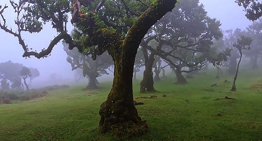 From Funchal: West Madeira Waterfalls and Fanal Forest Tour - What this west Madeira tour is really like