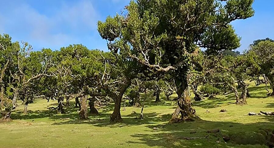 From Funchal: West Madeira Waterfalls and Fanal Forest Tour - Véu da Noiva and São Vicente
