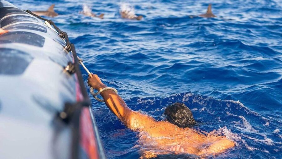From Funchal: Whale and Dolphin Watching - My verdict: book it if the wild side matters